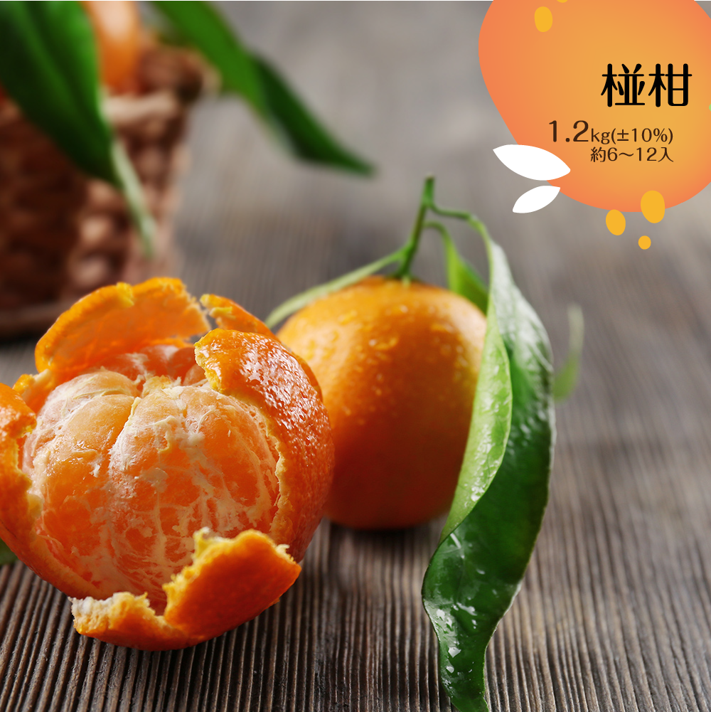 菜霸子嚴選椪柑 1.2kg (±10%)(約6-12入)廠商直送